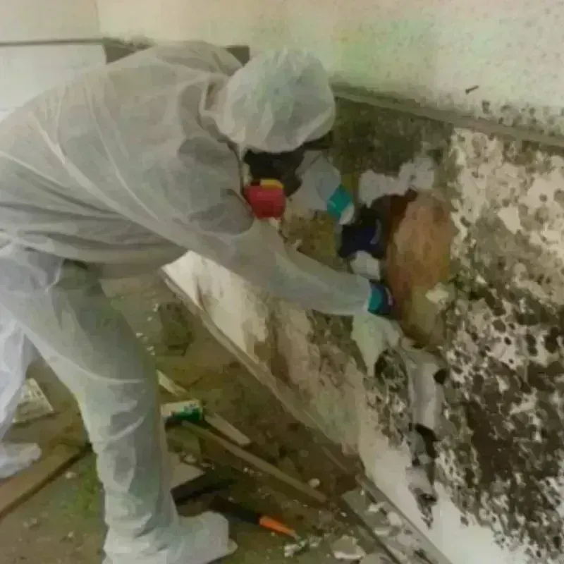 Mold Remediation and Removal in Shelby County, TX